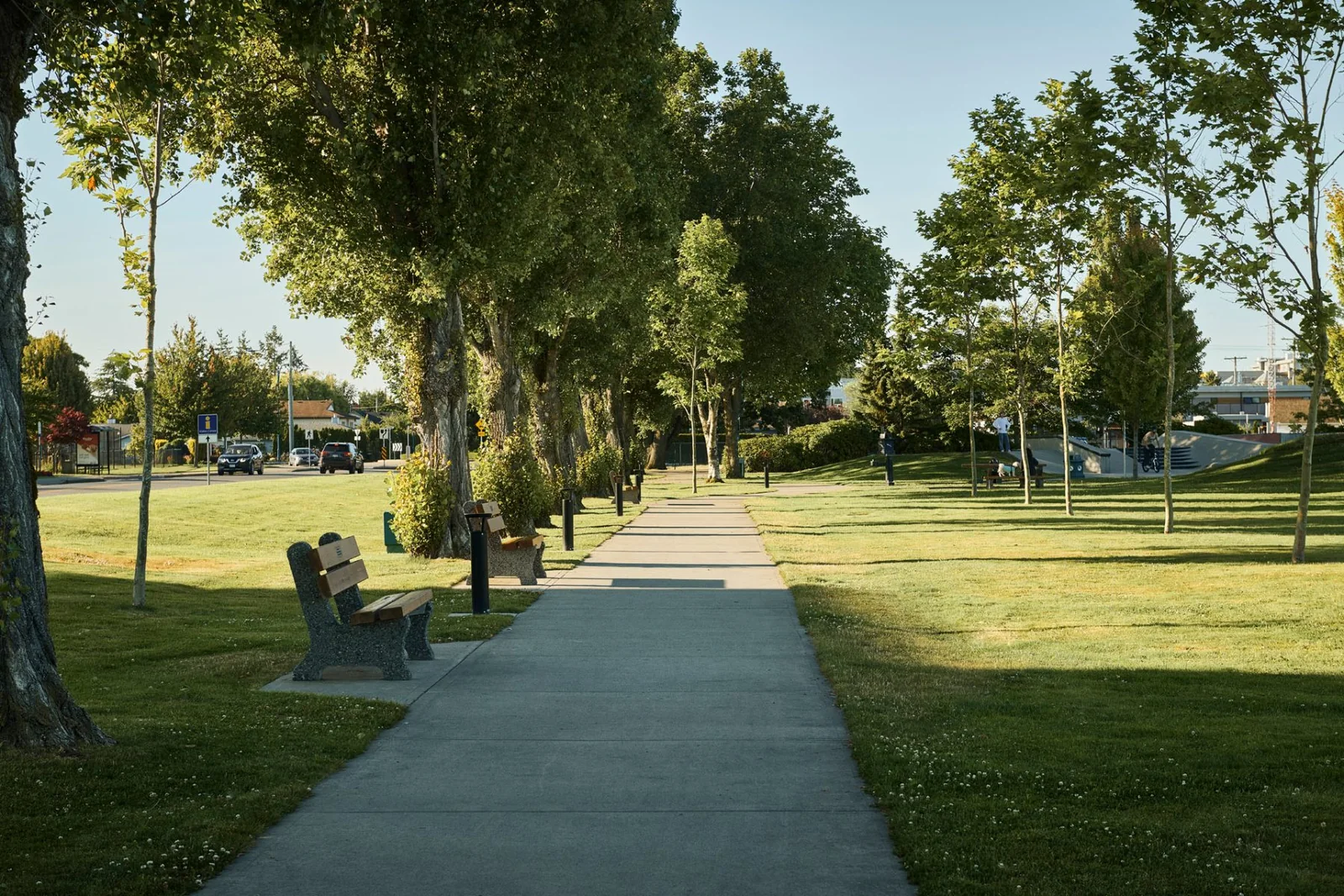 Tree-lined park path