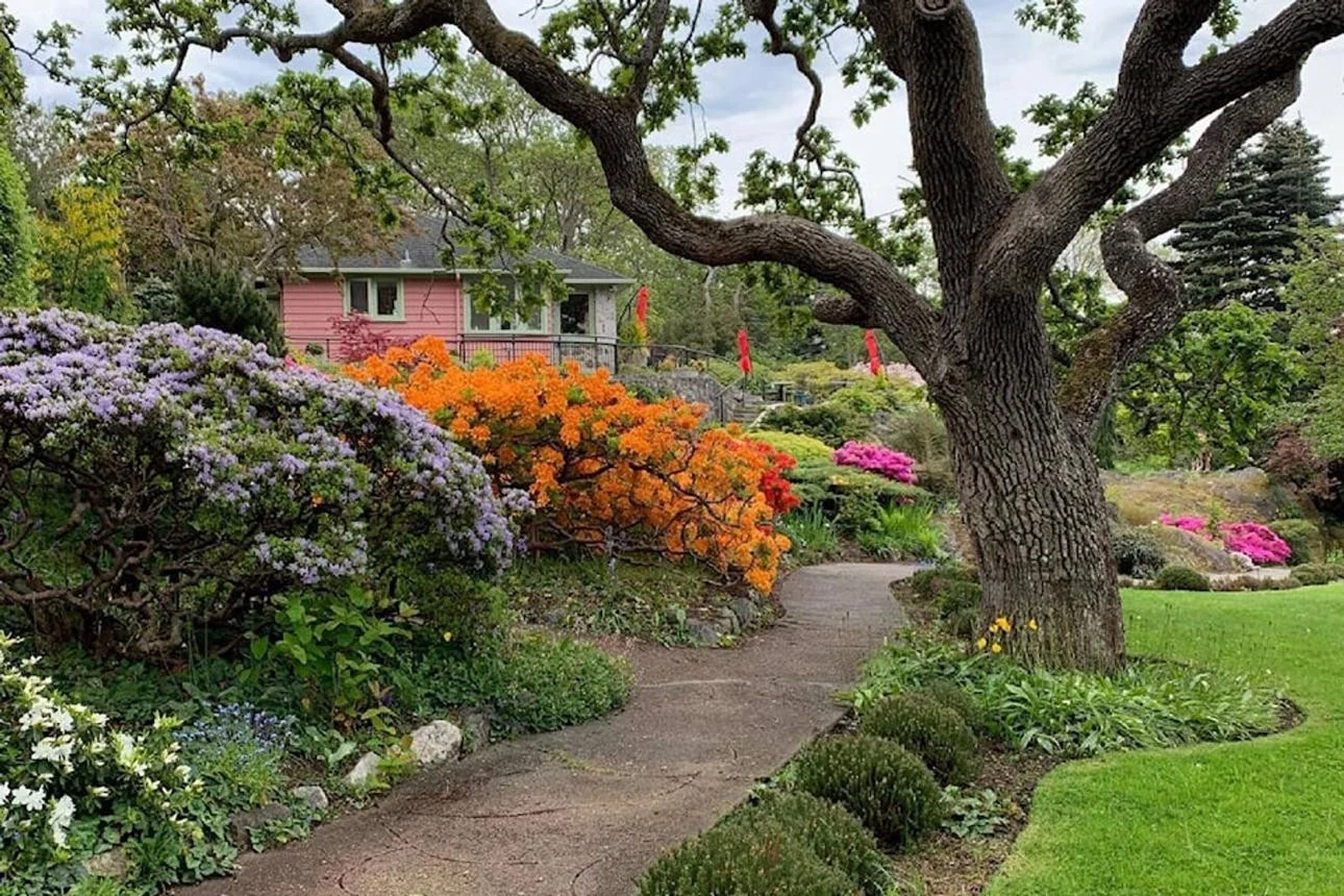 Abkhazi Garden — a path under the garry oak, between rhododendrons and azaleas in flower