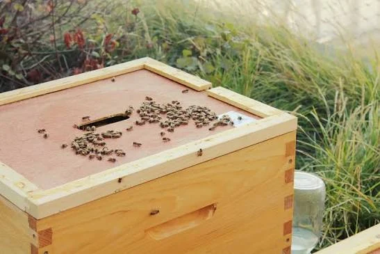 A beehive in the long grass, bees at the entrance