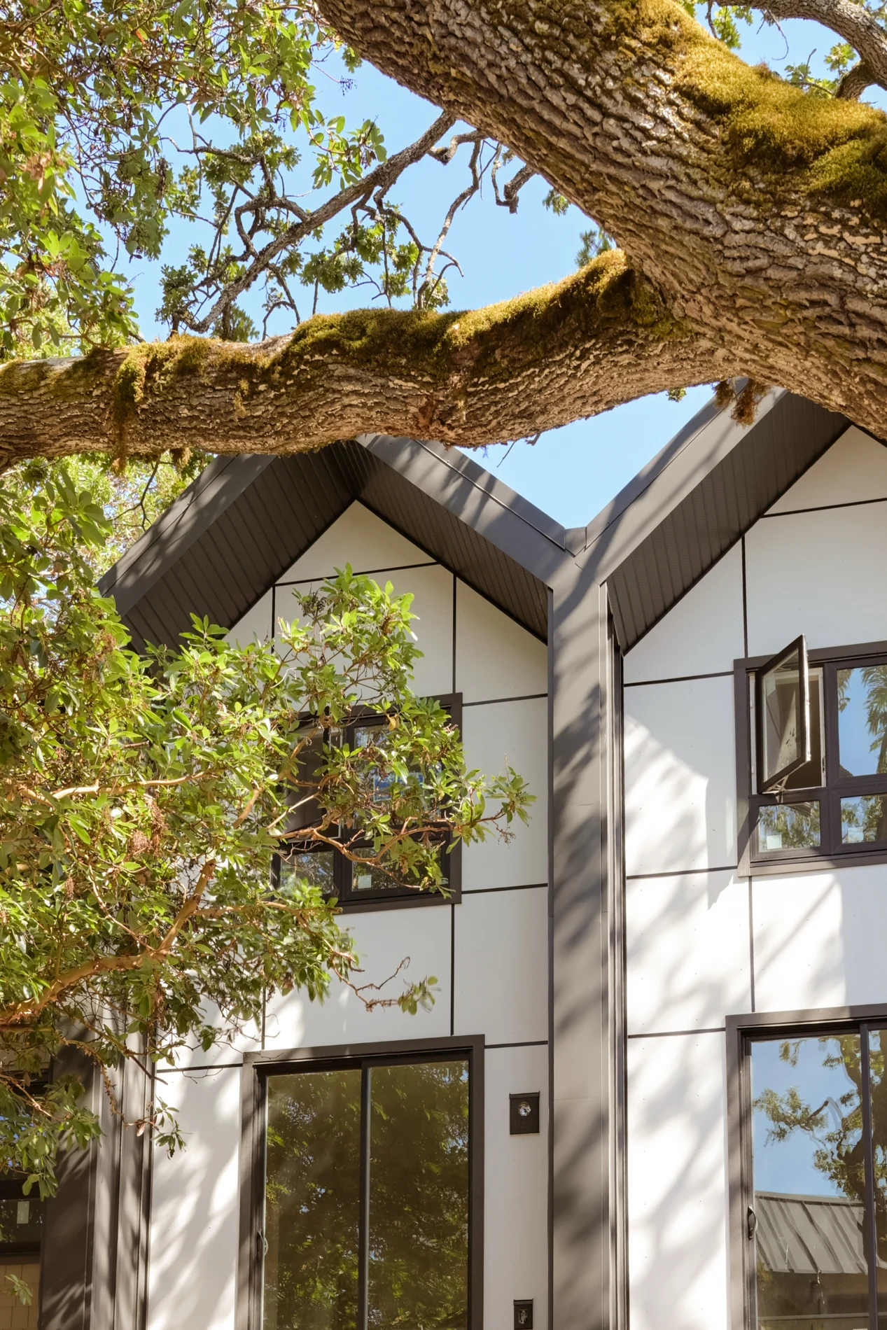 Edwin Oaks gables and panelled cladding, framed by the branch of a Garry oak
