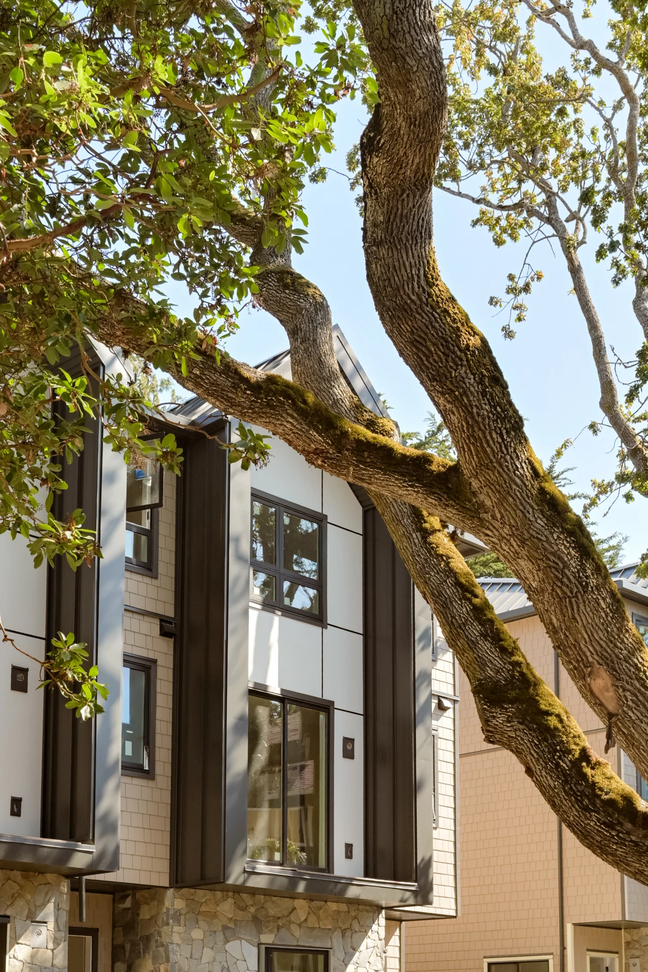 A Garry oak limb across the facade, the stone base below