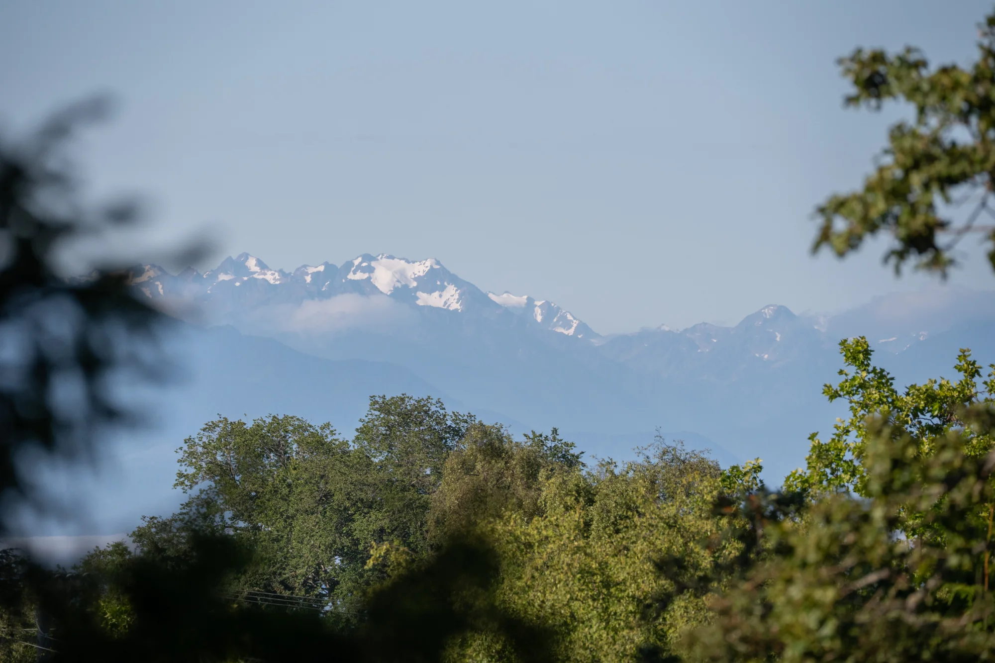 The Olympic Mountains across the strait, seen over the treetops from the property